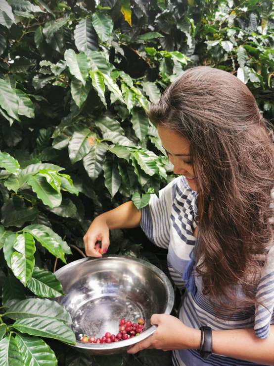 Nari Kahle vor einer Kaffeeplantage während sie Kaffeebohnen pflückt bei einem sozial nachhaltigem Unternehmen